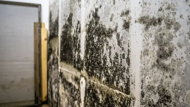 Mold spreading across a basement block wall